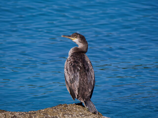 cormorant at a rock