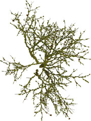 Top view of dead tree