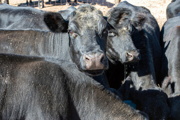 Cattle closeup with bokeh
