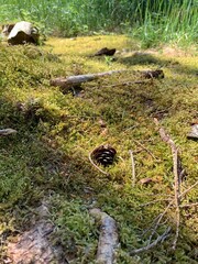 Fototapeta stream in the forest obraz