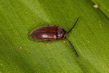Adult Toe-winged Beetle