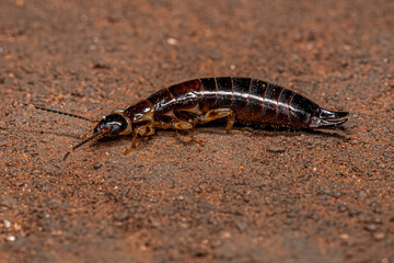 Small Epidermapteran Earwig Insect