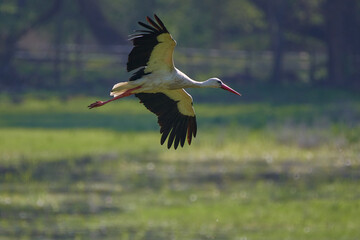 Amazing stork its in natural environment in spring, Danubian forest, Austria