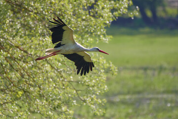 Amazing stork its in natural environment in spring, Danubian forest, Austria