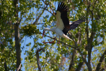 Amazing stork its in natural environment in spring, Danubian forest, Austria
