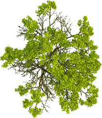 Top view of Quercus Variabilis tree