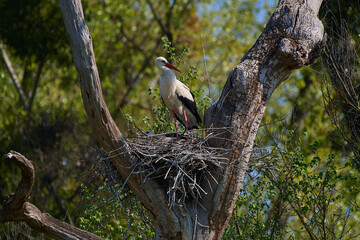 Amazing stork its in natural environment in spring, Danubian forest, Austria