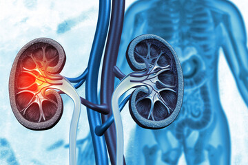 The kidneys are two bean-shaped organs. kidney disease. 3d illustration - obrazy, fototapety, plakaty