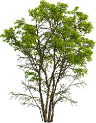 Side view of Quercus Variabilis tree