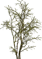 Side view of dead tree