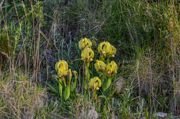 yellow wild iris flowers in the hills around Alacati in spring (Cesme, Izmir province, Turkiye)