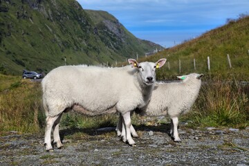 Obraz premium Sheep mother with lamb in Stadlandet peninsula, Norway. Livestock herd in summer.