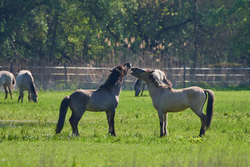 Amazing wild horses on wild meadow in early spring.