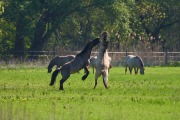 Amazing wild horses on wild meadow in early spring.