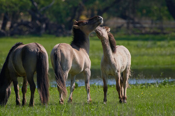Amazing wild horses on wild meadow in early spring.