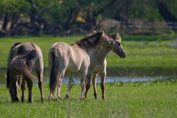Amazing wild horses on wild meadow in early spring.
