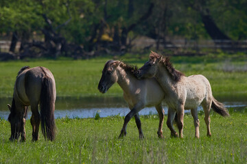 Fototapeta premium Amazing wild horses on wild meadow in early spring.