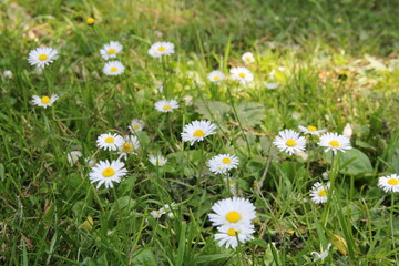beautiful little daisies between the green blades of grass closeup in springtime