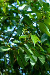 green leaves on a branch