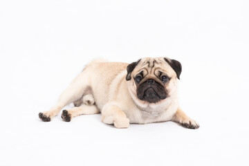 Cute pet dog pug breed lying and smile so funny and making serious and angry face isolated on white background