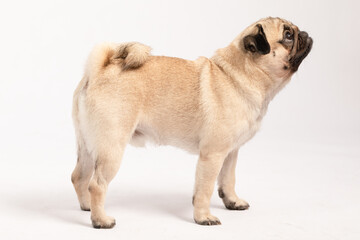 side of Cute dog pug breed standing and making funny or serious face feeling happiness and...