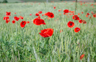Flowering ear of wheat. Bunch flowers in a wheat field that is in the flowering stage. Flowering Phase of Wheat Plants Cultivated in the Farm Field.