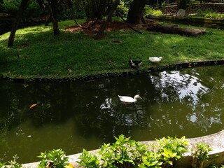 Beautiful pond with white ducks in Sri Lanka 2023