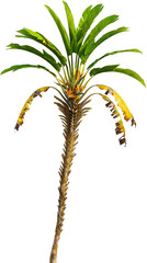 Side view of palm tree