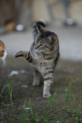 A young domestic cat is fighting for its position.