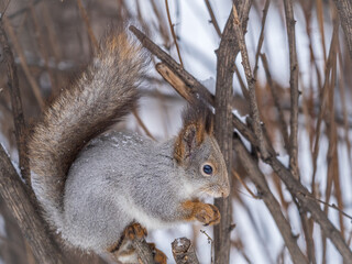 The squirrel with nut sits on tree in the winter or late autumn
