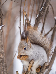 The squirrel with nut sits on tree in the winter or late autumn