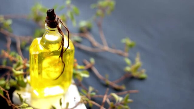 High-quality shot of tulsi or basil leaf extracted oil with fresh basil leaves beside it on a  wooden surface, Dolly shot of holy basil (Ocimum basilicum) HD footage 24FPS.
