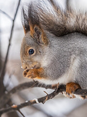 Obraz premium The squirrel with nut sits on tree in the winter or late autumn. Portrait of the squirrel close-up