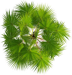 Fototapeta premium Top view of palm tree