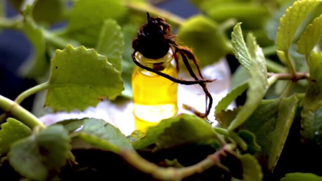 Classy dolly shot of Ajwain Oil or caraway seeds Oil or Trachyspermum ammi Oil along with its leaves on a wooden surface, HD footage 24 FPS.
