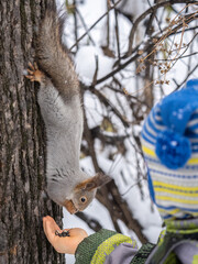 A little child in winter feeds a squirrel with a nut.