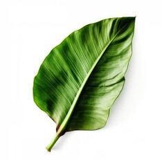 Fototapeta premium Banana plant leaf isolated on white background. Generative AI