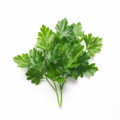 Chervil leaf isolated on white background. Generative AI