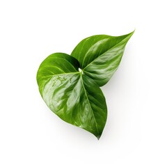 Fototapeta premium Pothos leaf isolated on white background. Generative AI