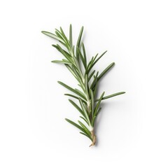 Rosemary leaf isolated on white background. Generative AI