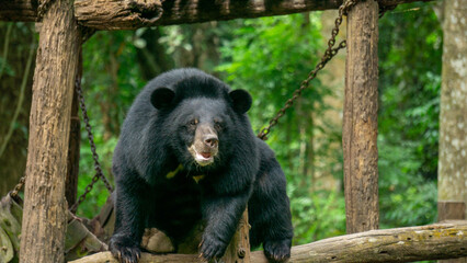 Obraz na płótnie Canvas Bear in a forest, Laos
