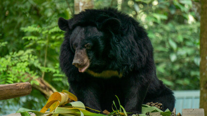 Bear eating leaves in a forest, Laos