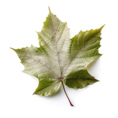 Sycamore leaf isolated on white background. Generative AI