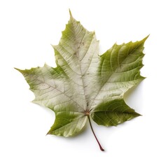 Fototapeta premium Sycamore leaf isolated on white background. Generative AI