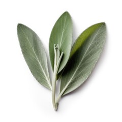 Sage leaf isolated on white background. Generative AI