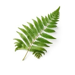 Royal fern leaf isolated on white background. Generative AI