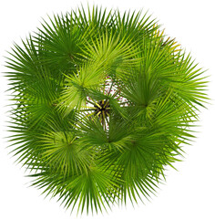 Top view of palm tree