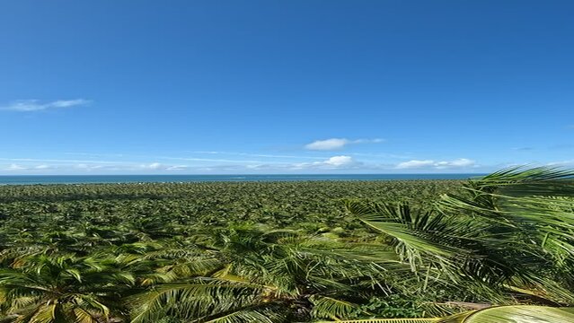 coconut farm and sea