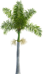 Top view of palm tree