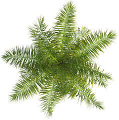 Top view of palm tree